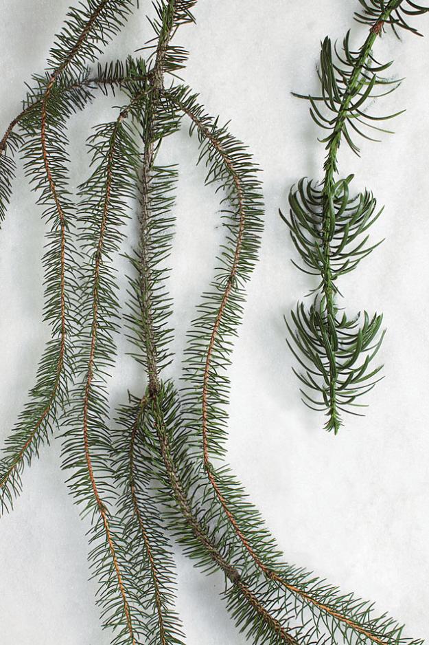 snake branch spruce and spiral plum yew