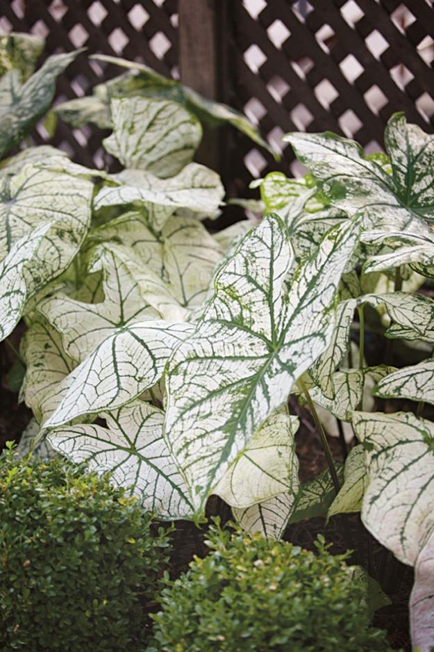 white variegated caladium