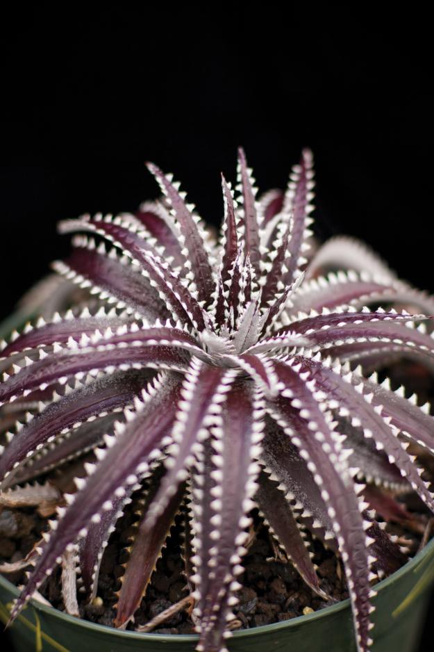 bromeliad Dyckia ‘Brittle Star’