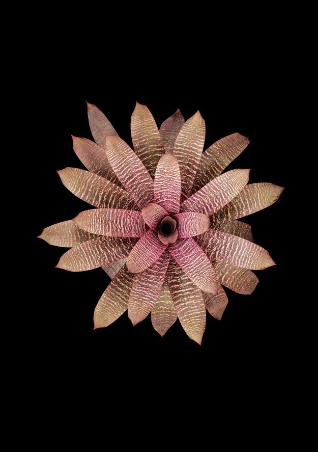 bromeliad Vriesea ‘Princess Annique'