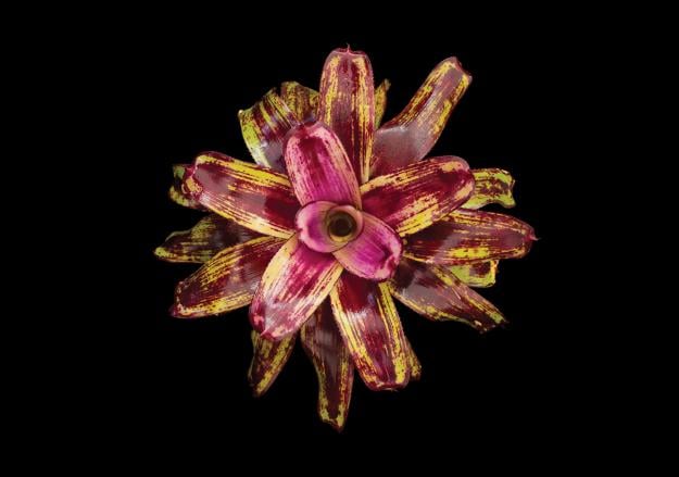 Bromeliad Neoregelia ‘Painted Delight’ 
