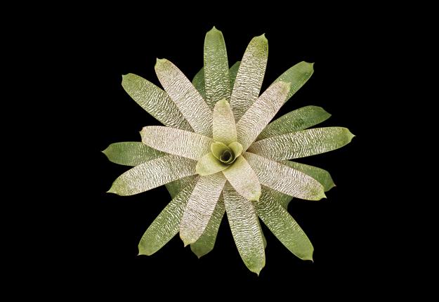 bromeliads Vriesea ‘Snows of Mauna Kea’ 