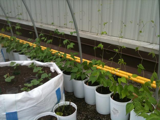 lazy housewife pole beans, lemon-picking cucumbers