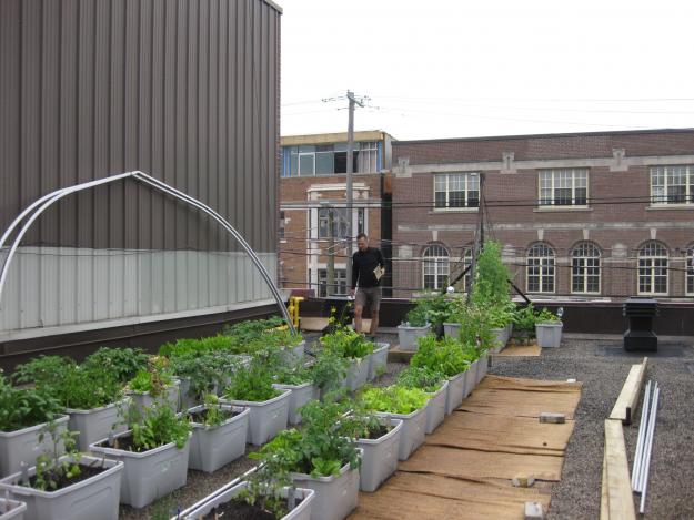 greens and carrots rooftop garden