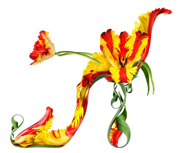 Divine / Parrot Tulip