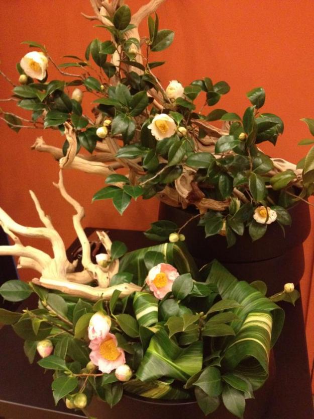 camellias