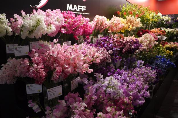 Japan Sweet Peas