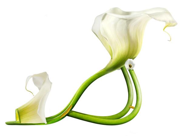 Lily White / Calla Lily Lily White / Calla Lily