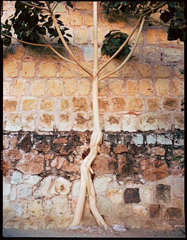 Oaxaca fig