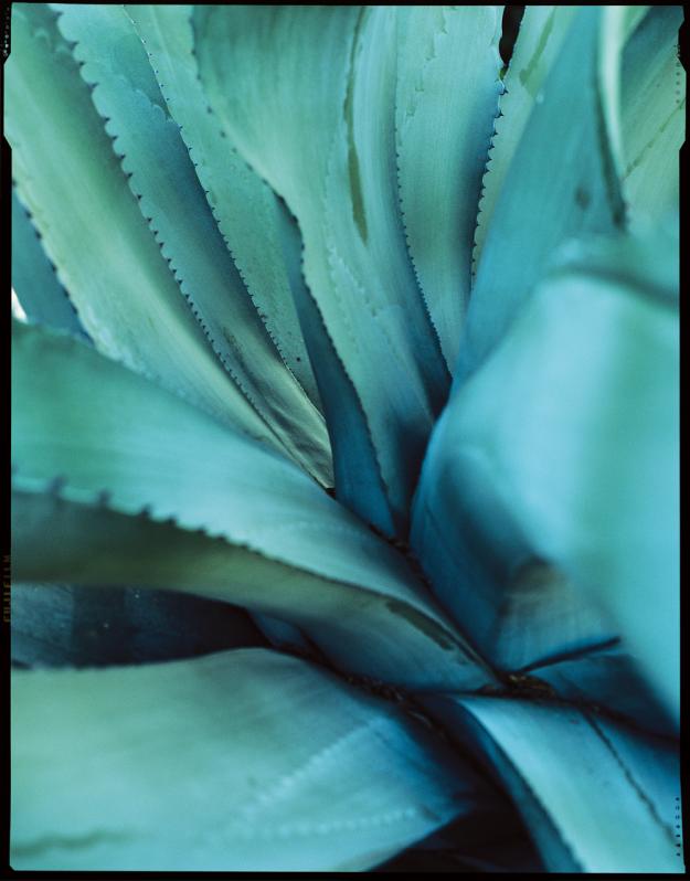 fat leaf agave