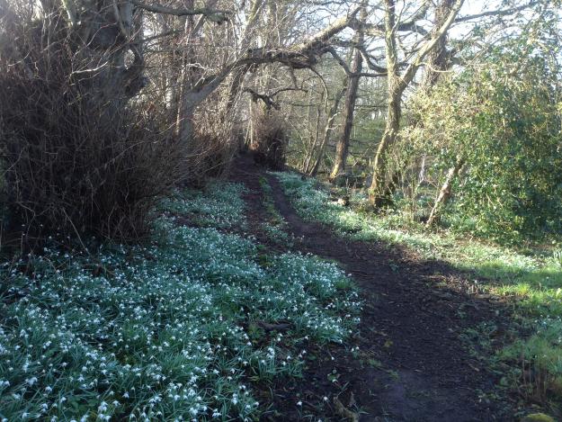 snowdrops Scotland