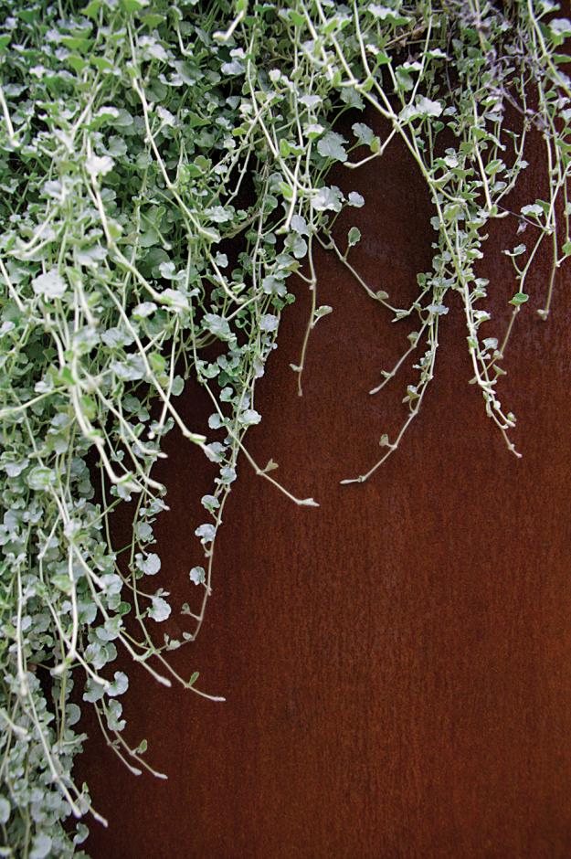 Dichondra argentea ‘Silver Falls’