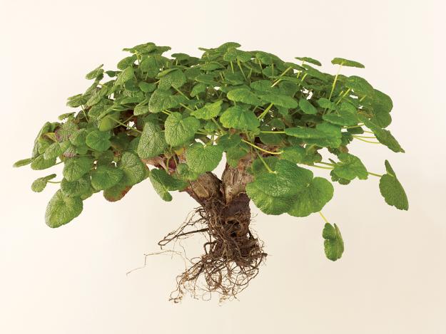 pelargonium-cotyledonis