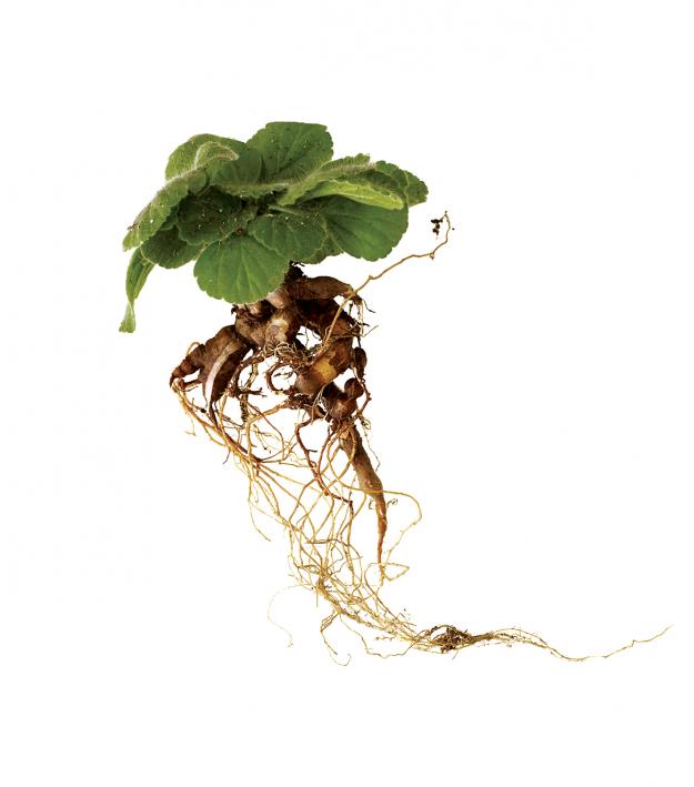 P. curviandrum 