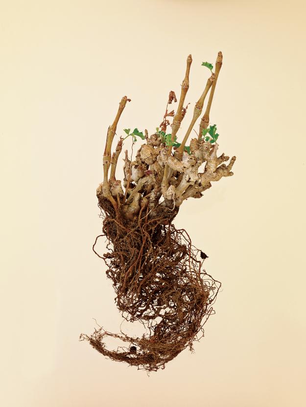 pelargonium-gibbosum