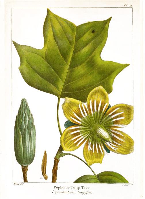 Poplar or Tulip Tree (Lyriodendrum tulipifera)