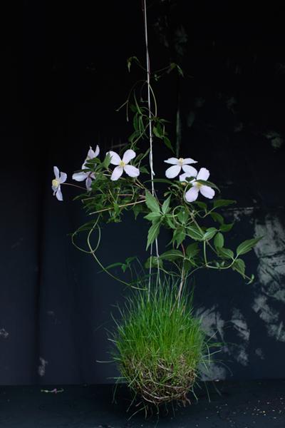 Anemone clematis (Clematis montana)