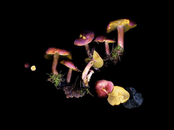 Tricholoma rutilans