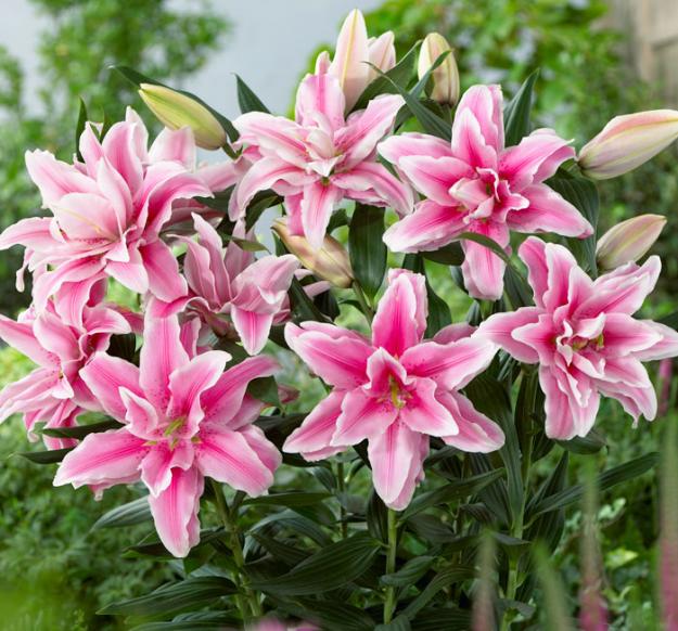 Roselily Belonica