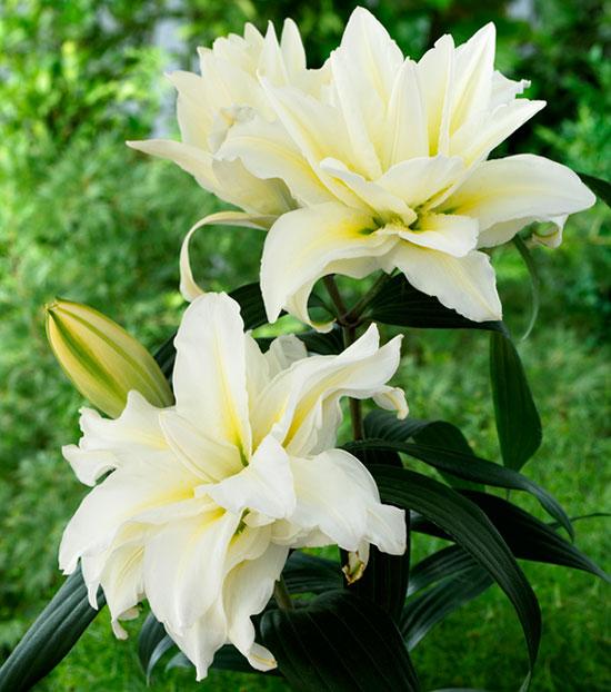 Roselily Carolina  