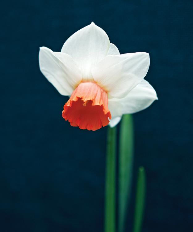 daffodil-'Cool Flame'