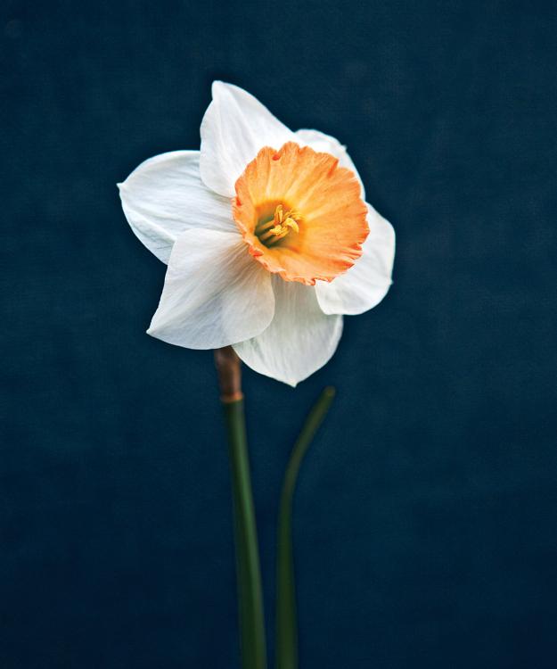 daffodil 'Bell Song'