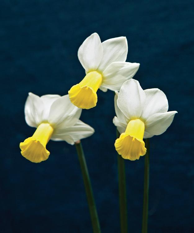 daffodil 'Creed'