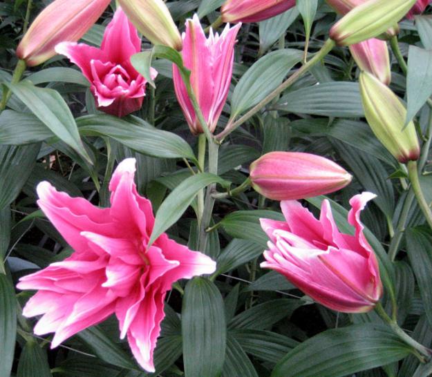 Roselily Elena  