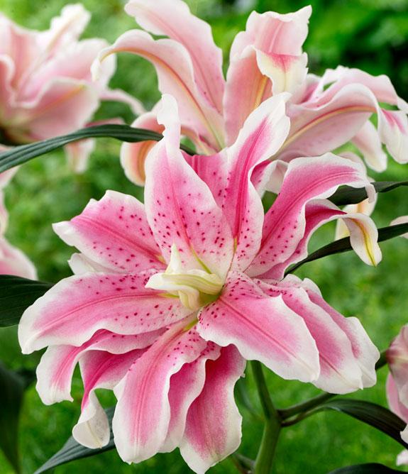 Roselily Fabiola