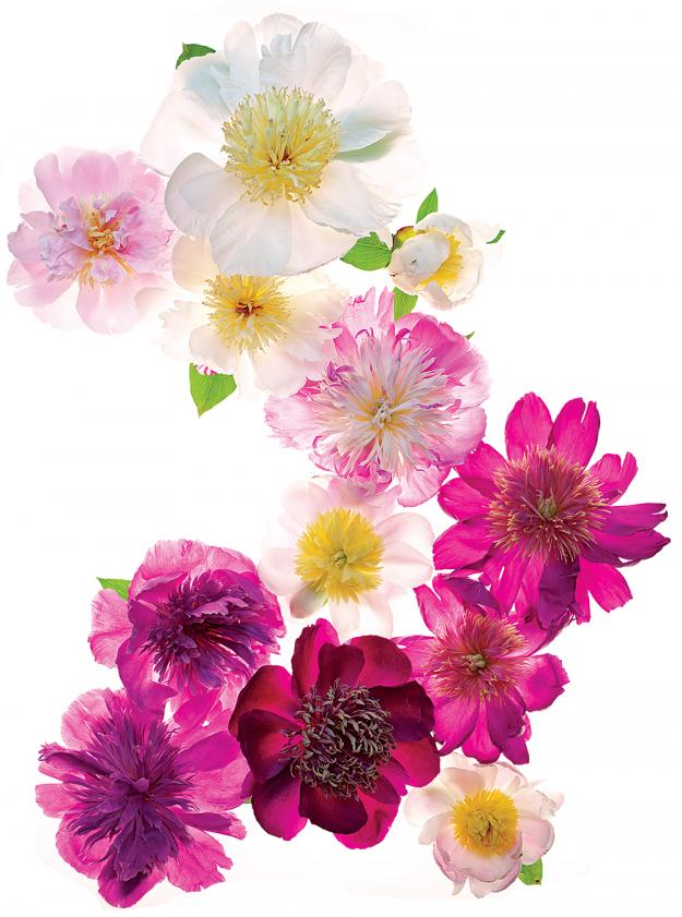 peony_gr1