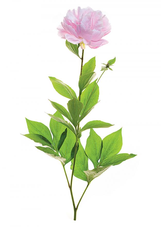 Peony 'Xi's Face Powder' pink