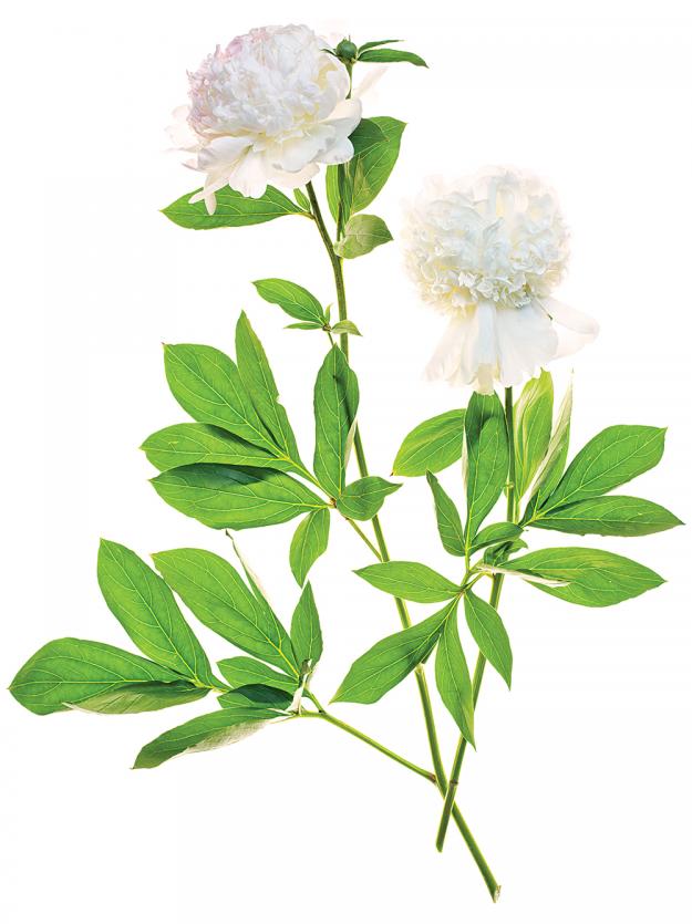 peony_gr3