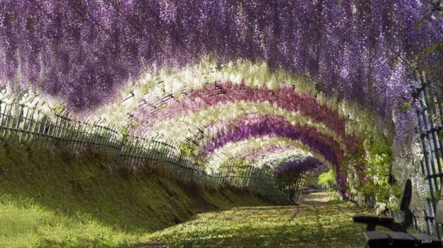 wisteria-tunnel-2.jpg