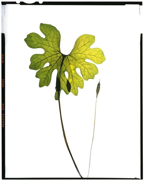 Bloodroot (Sanguinaria canadensis)