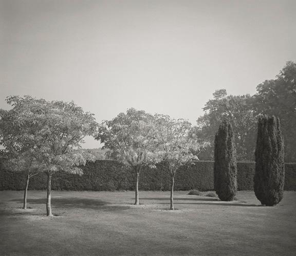 Beth Dow Six Trees