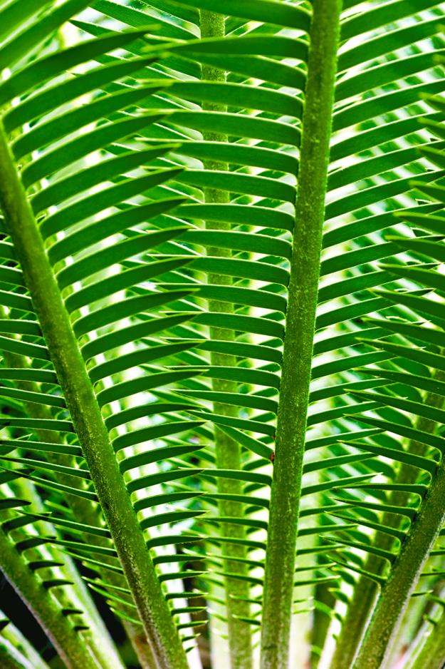 Dioon edule