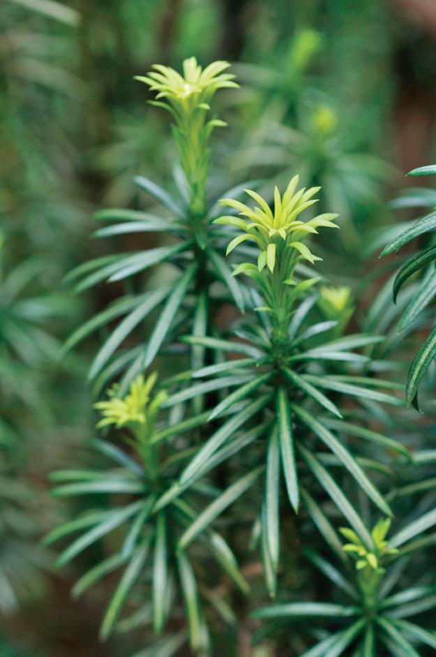 Prostrata
