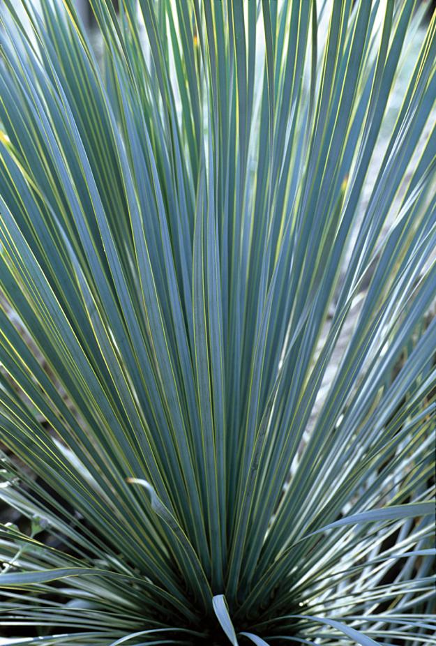 Yucca rostrata