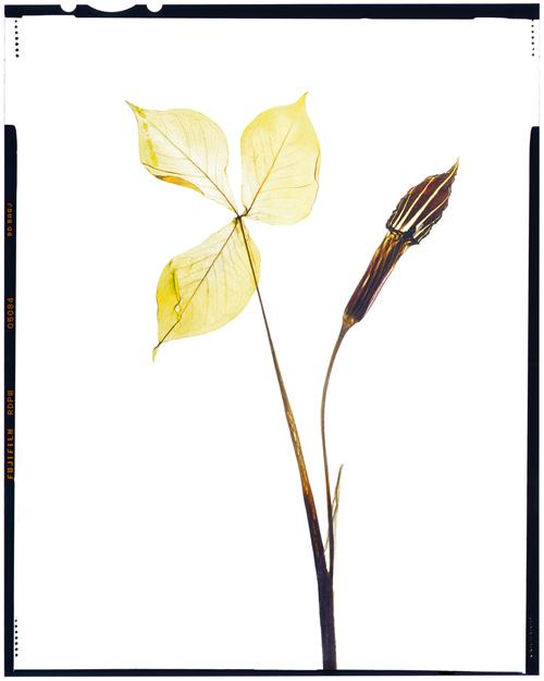 Jack-in-the-pulpit (Arisaema triphyllum)