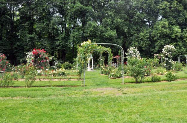 Lyndhurst rose garden
