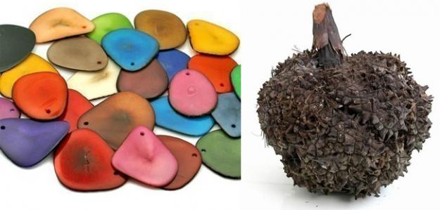tagua.jpg