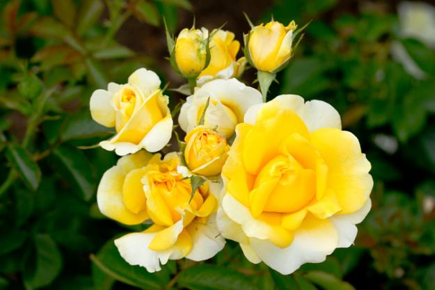 PDXInternationalRoseGarden 