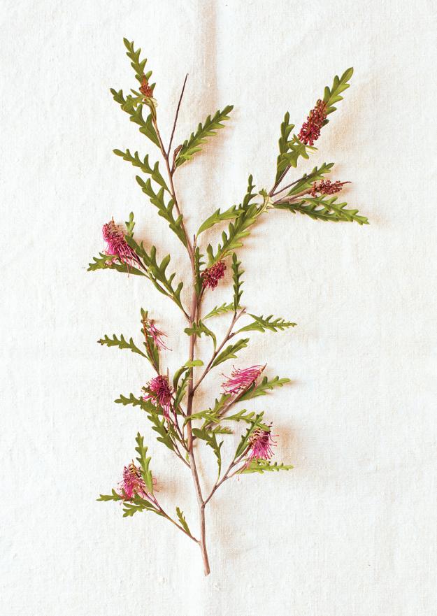 Austraflora Fanfare