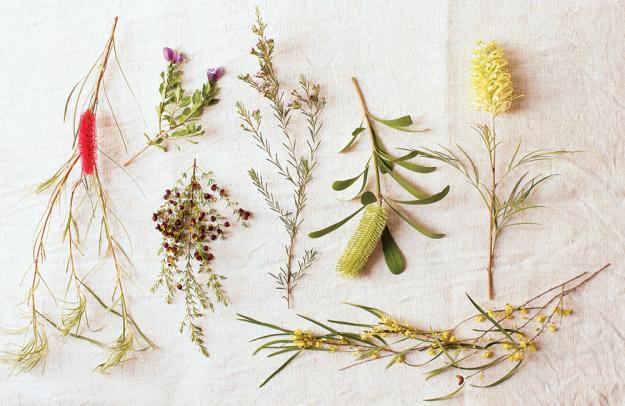Australian Plants 02