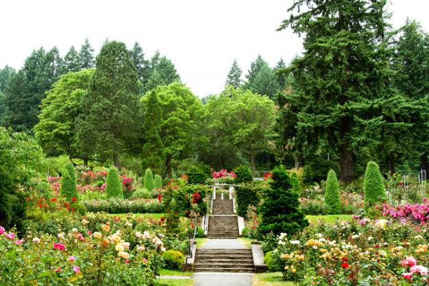 PDXInternationalRoseGarden 