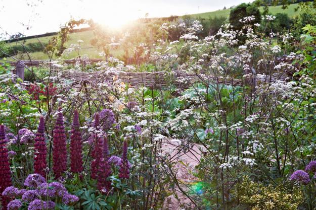 Lupine ‘Masterpiece’ and Anthriscus sylvestris ‘Ravenswing’