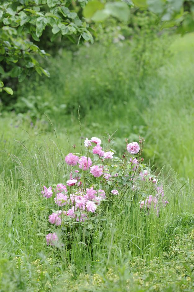 Rosa chinensis