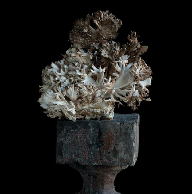 Hen of Woods