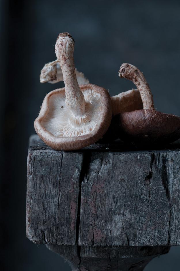 Shitake