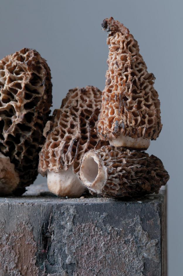 Morel